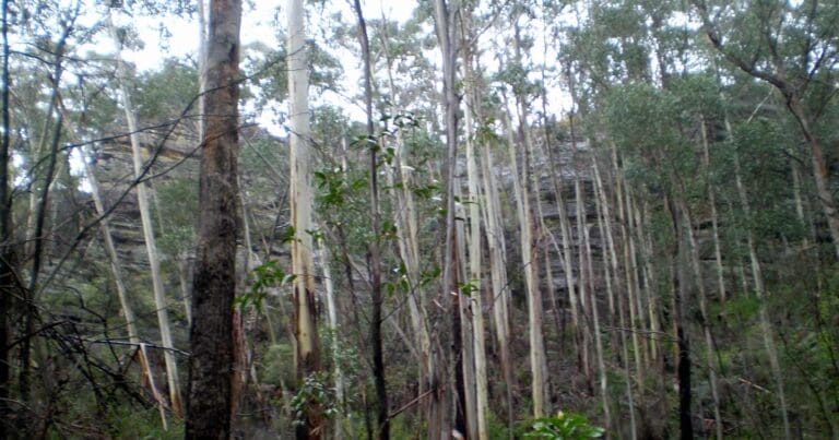 Hikes Near Sydney