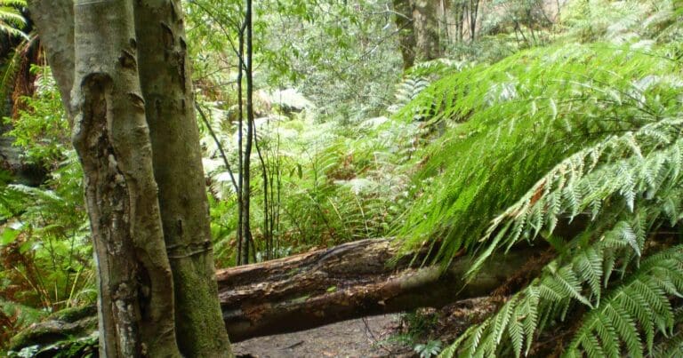 Hikes Near Sydney