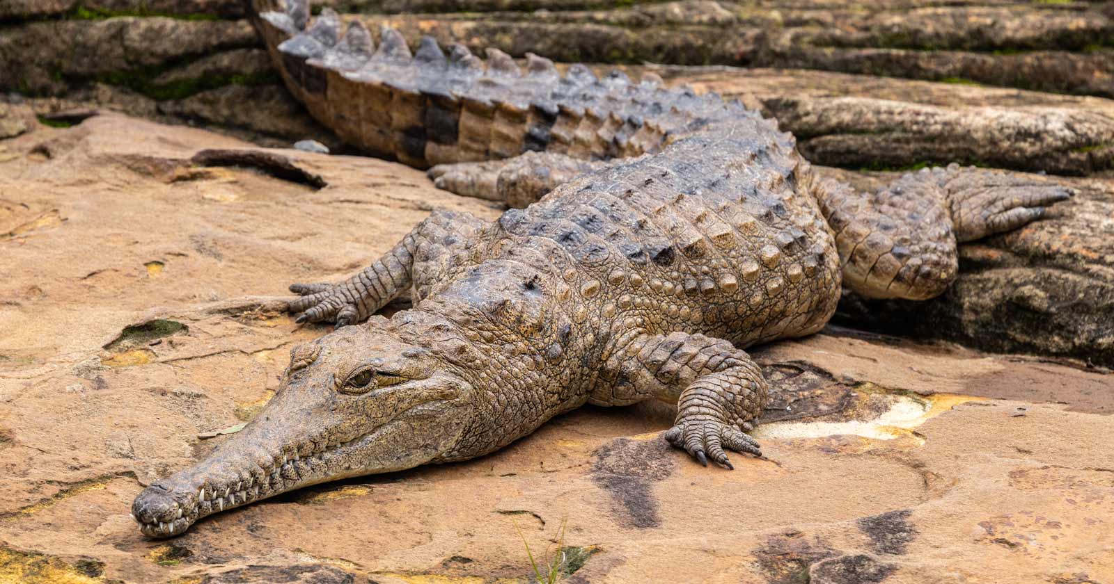 Australian Freshwater Crocodile