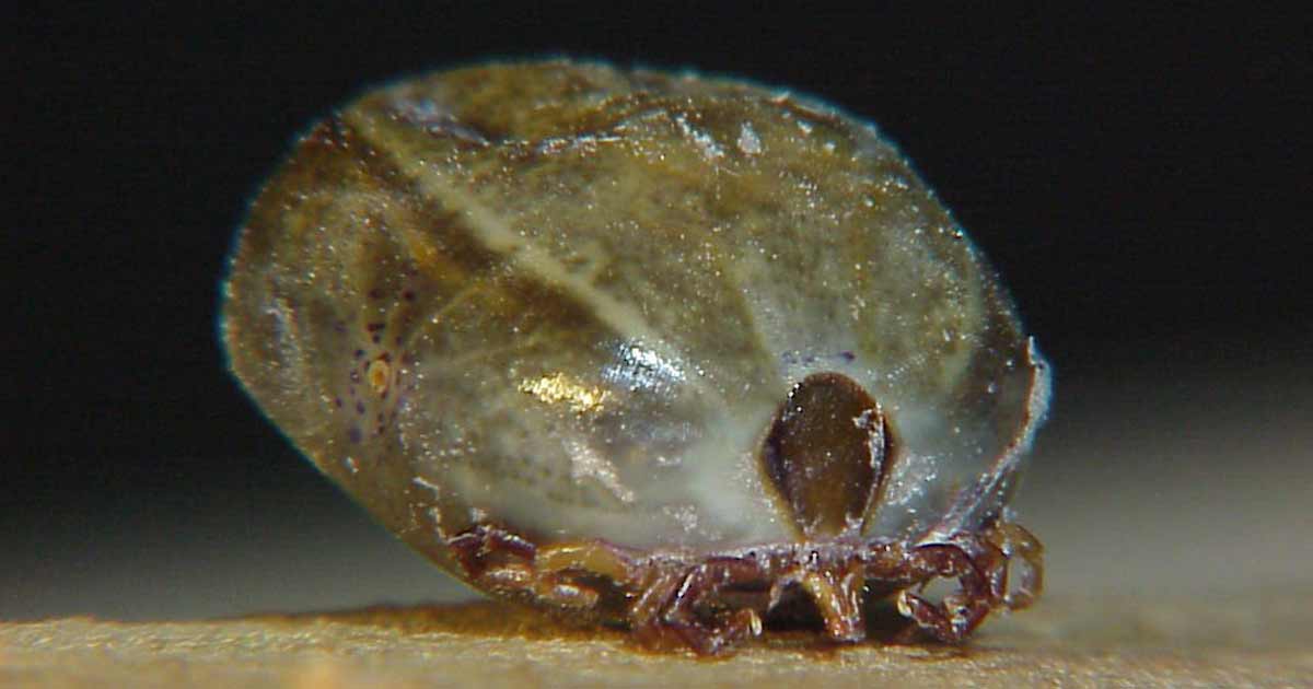 Australian Paralysis Tick