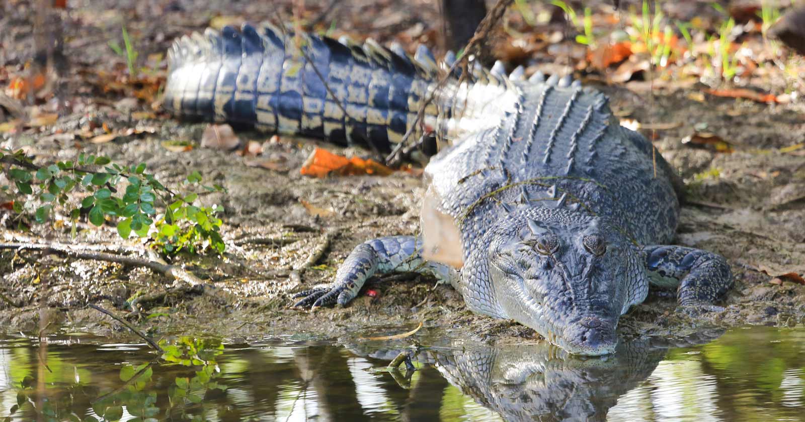 Australian Saltwater Crocodile