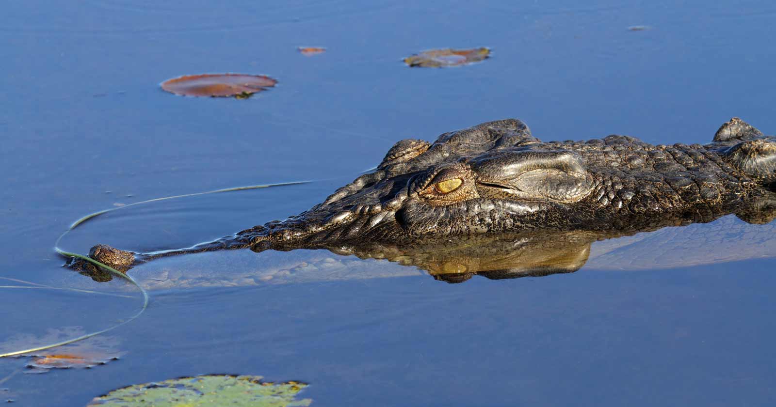 Understanding Crocodile Habitats