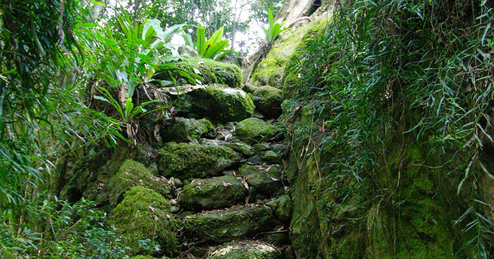 Araucaria Lookout Track