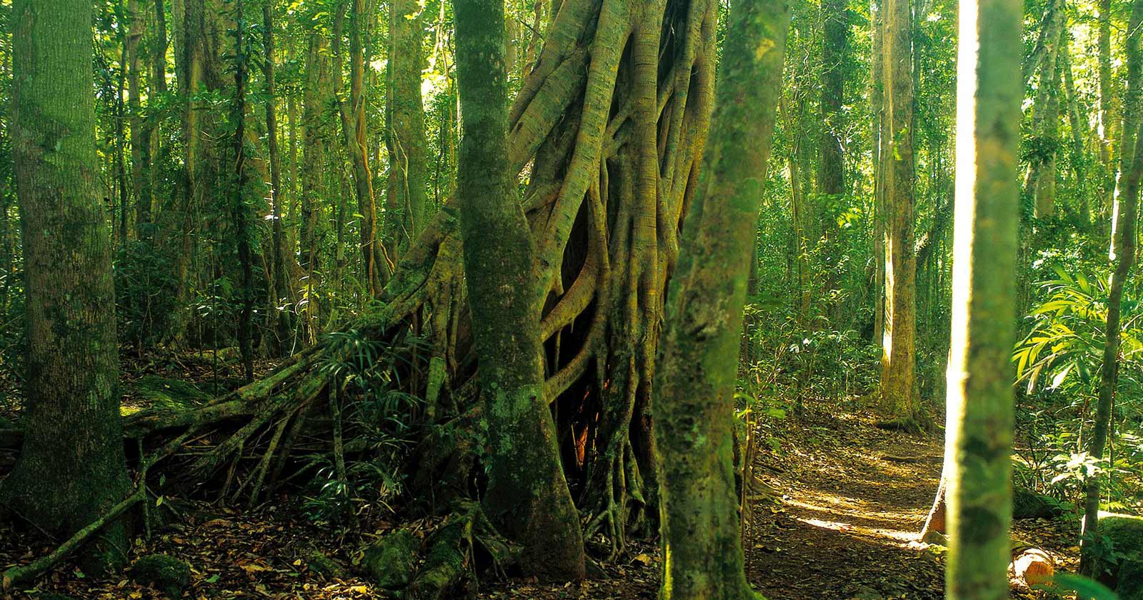 Binna Burra Rainforest Circuit