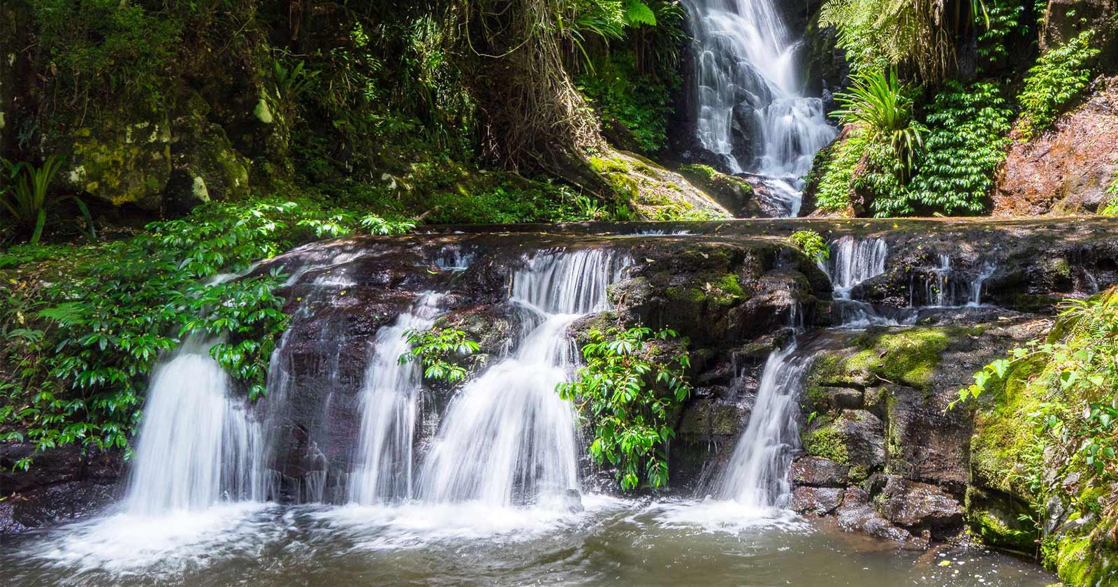 Box Forest Circuit | Lamington National Park