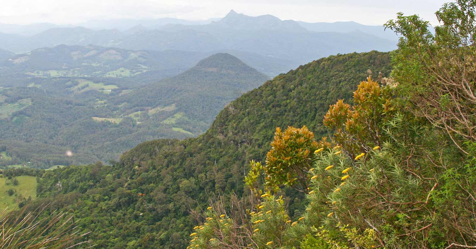 Wagawn Summit Track | Lamington National Park