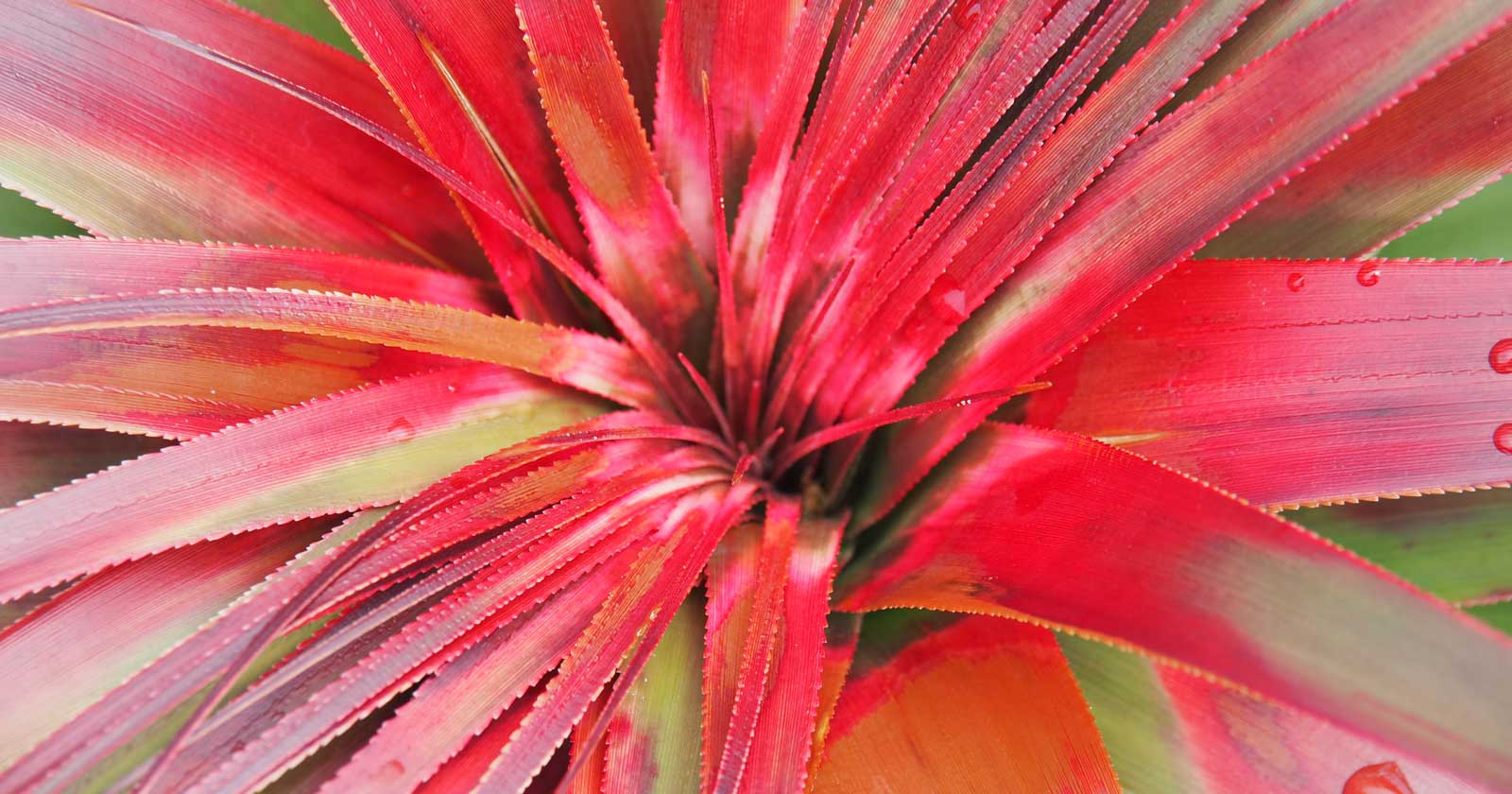 wide range of Tasmania’s unique flora