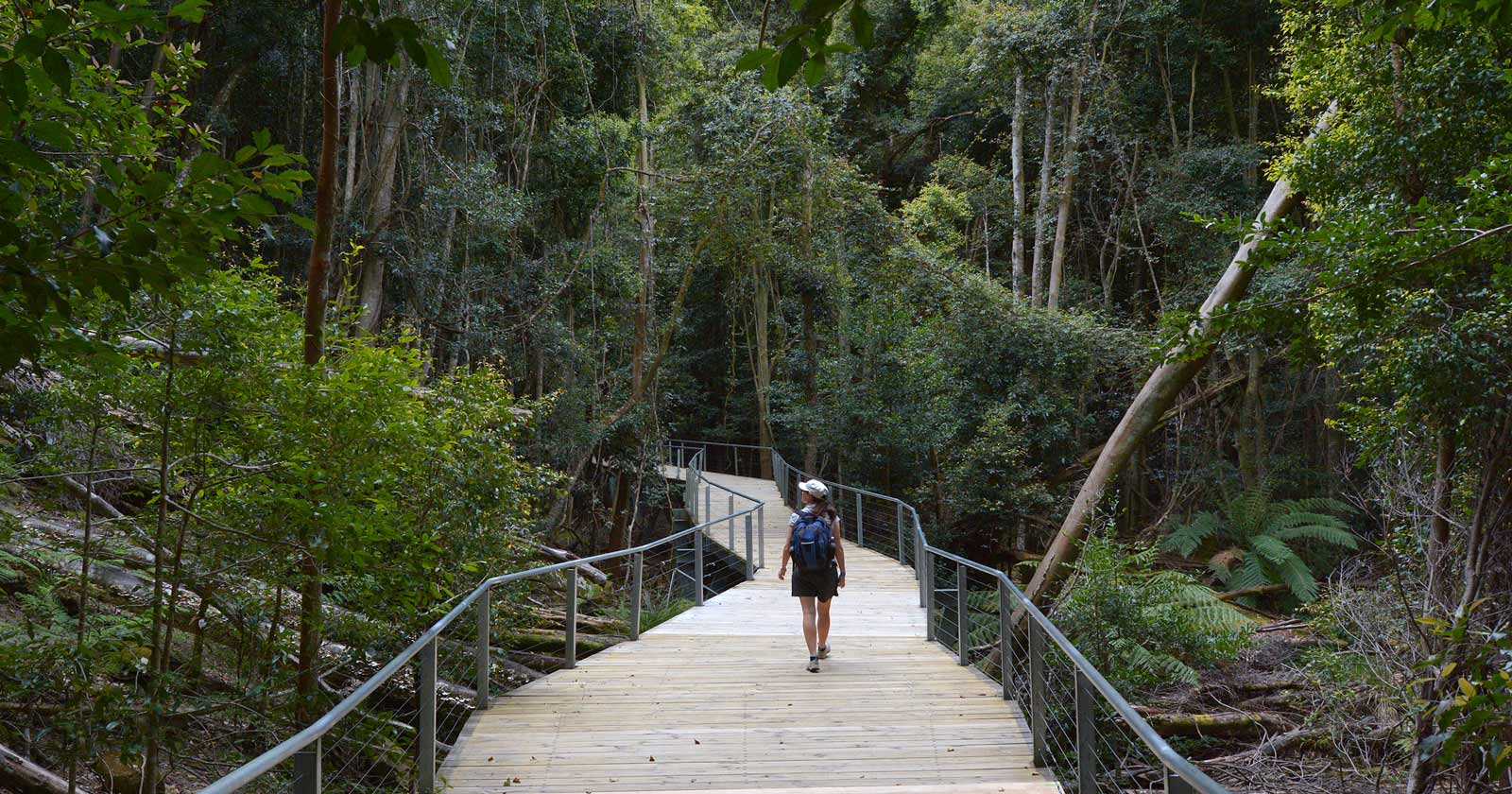 Rainforest of Jamison Valley, Blue Mountains NSW